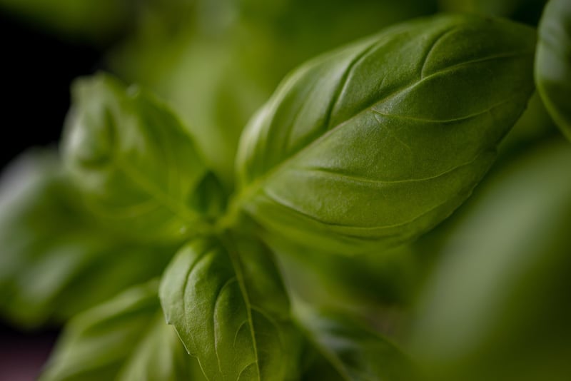 Basil and Tomatoes
