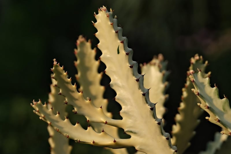 Indoor Plant Care