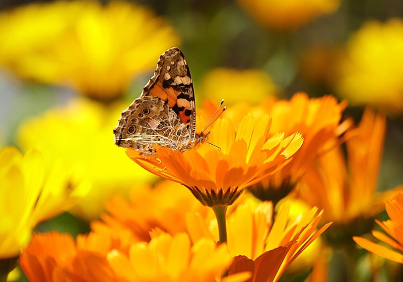 Marigolds and Vegetables