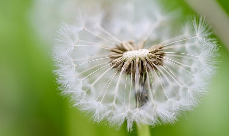 Seed Swap Image